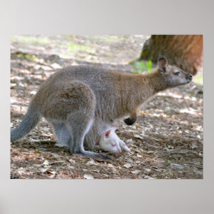 Red-necked wallaby and its joey holiday  poster