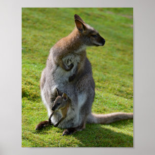 Red-necked wallaby and its joey poster