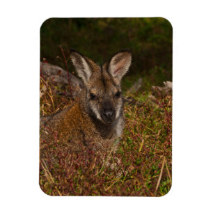 Red-necked wallaby magnet