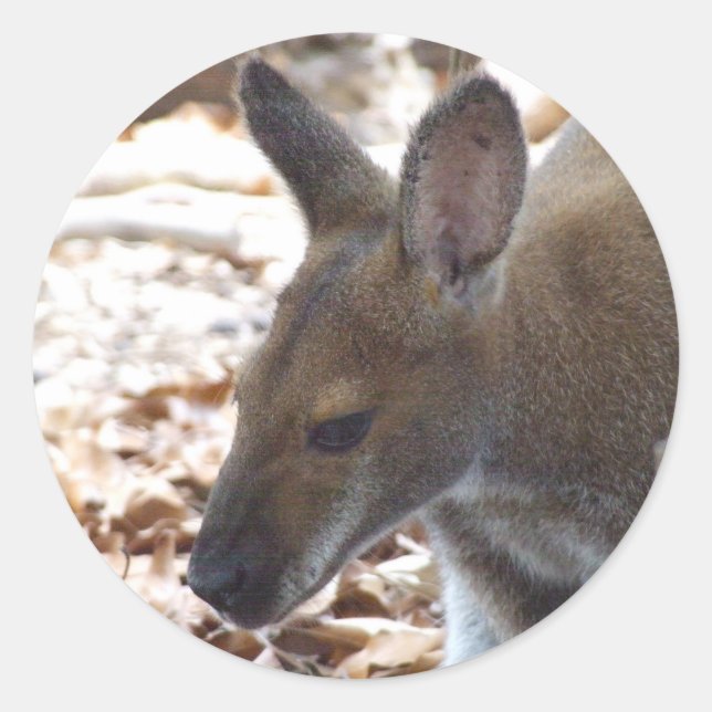 Red-necked Wallaby Sticker (Front)