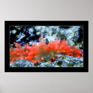 Red Neon Anemone with beautifier filter Poster