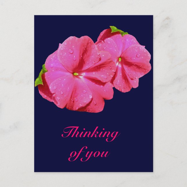 Red New Guinea Impatiens Coordinating Items Postcard (Front)