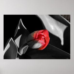 Red Newborn Tulip Poster