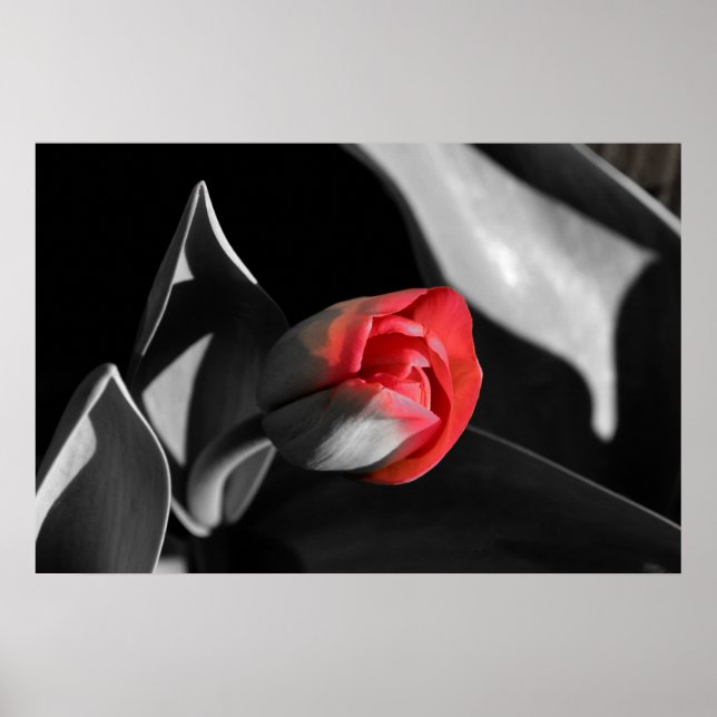 Red Newborn Tulip Poster (Front)