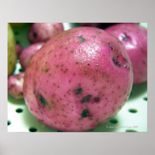 Red Norland potato Poster