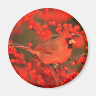 Red Northern Cardinal Male, IL Magnet