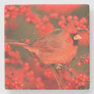 Red Northern Cardinal Male, IL Stone Coaster