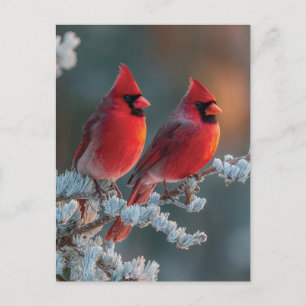 Red Northern Cardinals Perched on a Frosted Branch Holiday Postcard