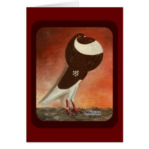 Red Norwich Cropper Pigeon