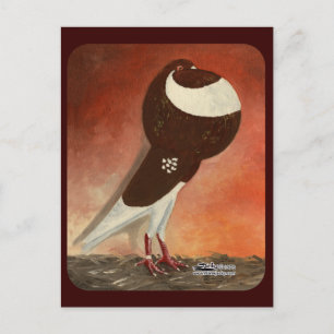 Red Norwich Cropper Pigeon Postcard