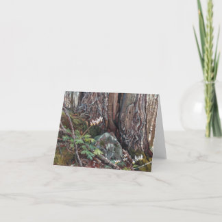 'Red Oak and Dutchman's Breeches' note card print
