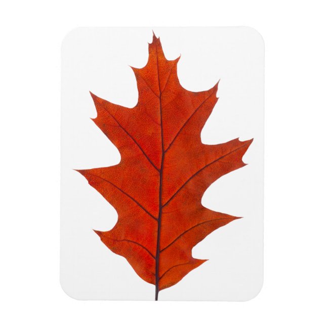 Red oak autumn leaf magnet (Vertical)