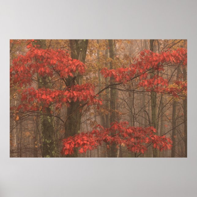Red Oak in Fog Poster (Front)