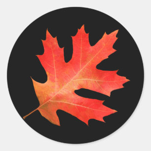 Red Oak Leaf Sticker