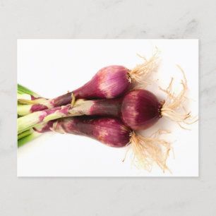 Red onions postcard