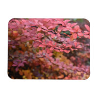 Red Orange Fall Foliage Autumn Leaves Nature Photo