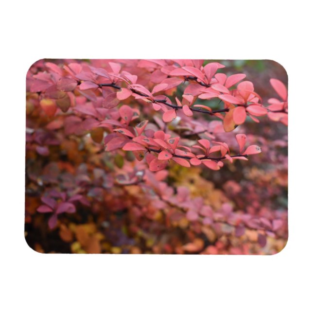 Red Orange Fall Foliage Autumn Leaves Nature Photo Magnet (Horizontal)