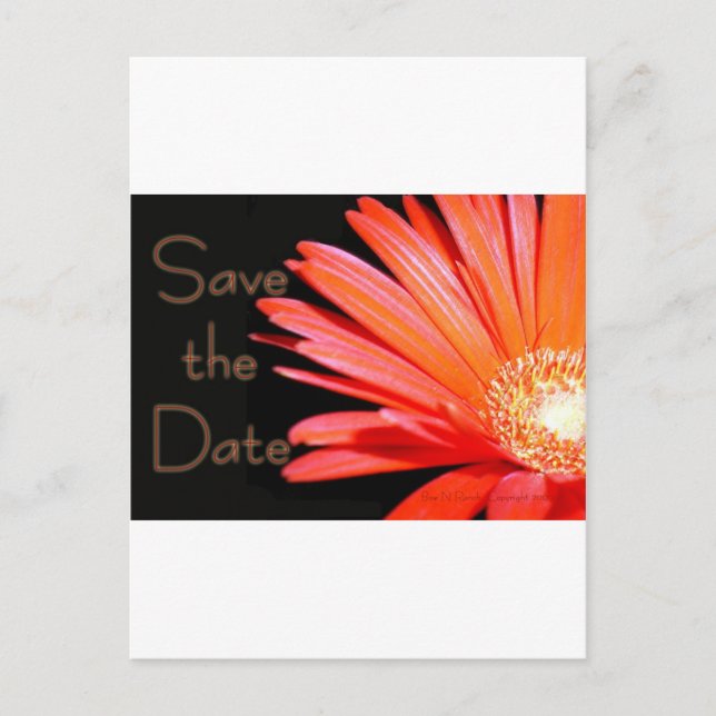 Red Orange Gerbera Daisy Save the date Announcement Postcard (Front)