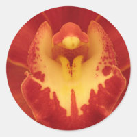 Red Orchid