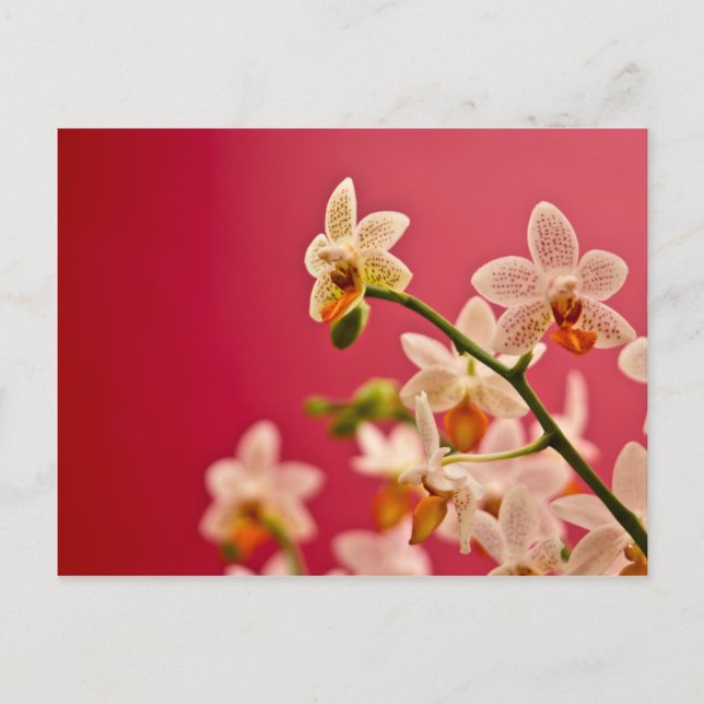 Red Orchid • Postcard (Front)