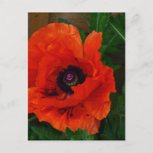 Red Oriental Poppy Postcard