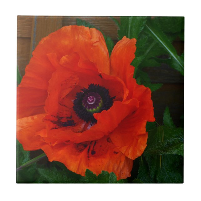 Red Oriental Poppy Tile (Front)