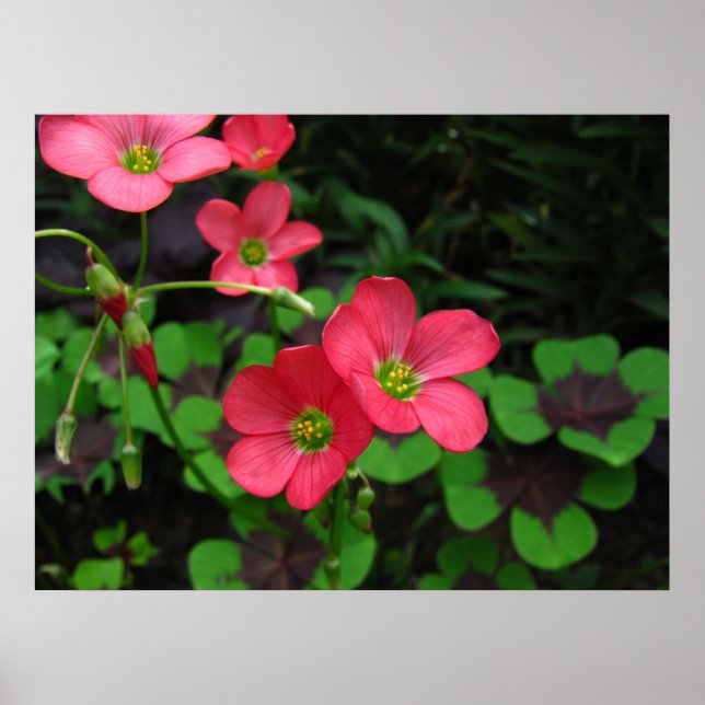 Red Oxalis ~ print (Front)