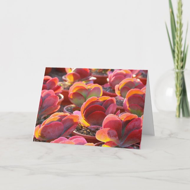 Red Paddle Plant Succulent Greeting Card (Front)