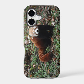 Red panda