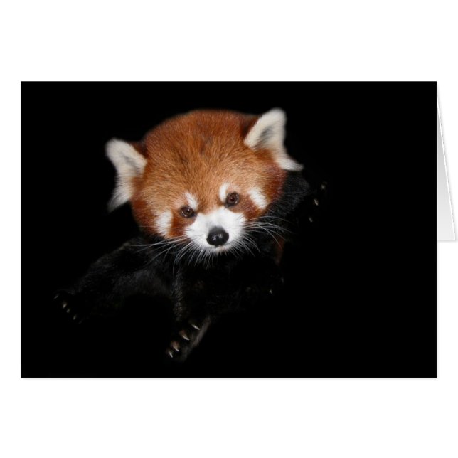 Red Panda (Front Horizontal)