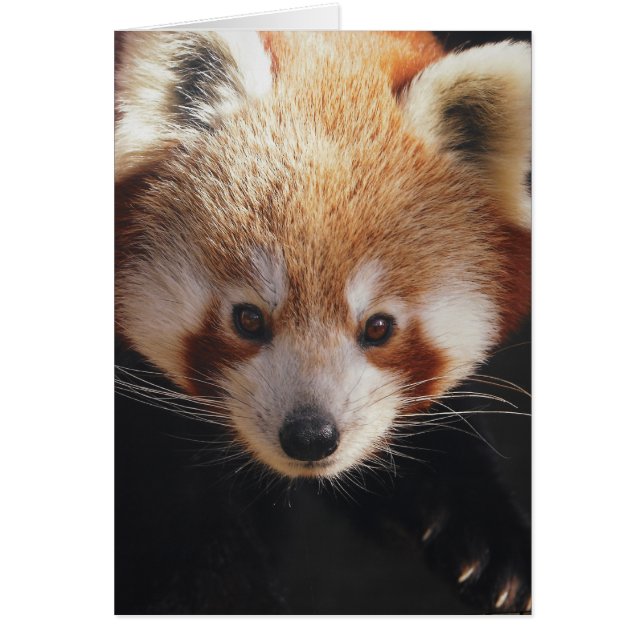 red panda (Front)