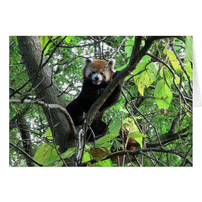 Red Panda (Front Horizontal)