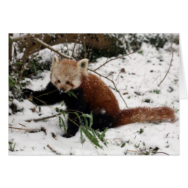 Red panda (Front Horizontal)