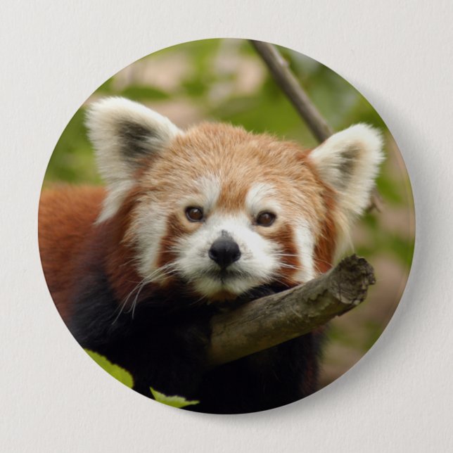 red-panda-004 10 cm round badge (Front)