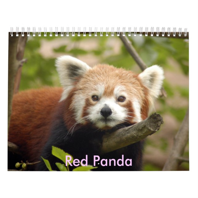 red-panda-005, Red Panda Calendar (Cover)