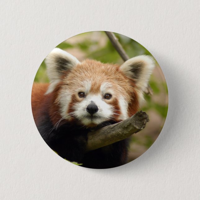 red-panda-007 6 cm round badge (Front)