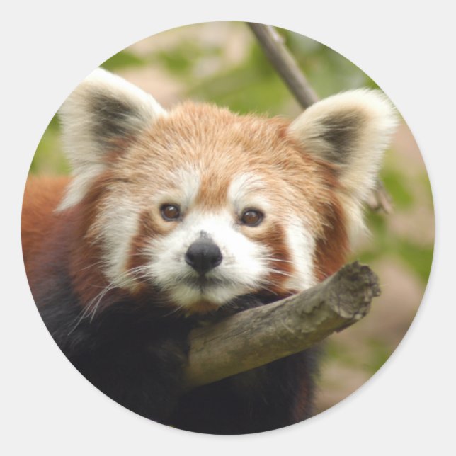 red-panda-007 classic round sticker (Front)