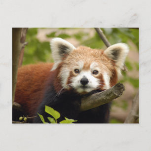 red-panda-007 postcard