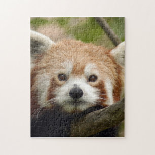 red-panda-010 jigsaw puzzle
