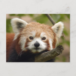 red-panda-010 postcard