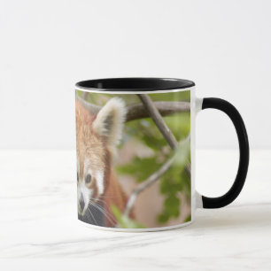 red-panda-023 mug