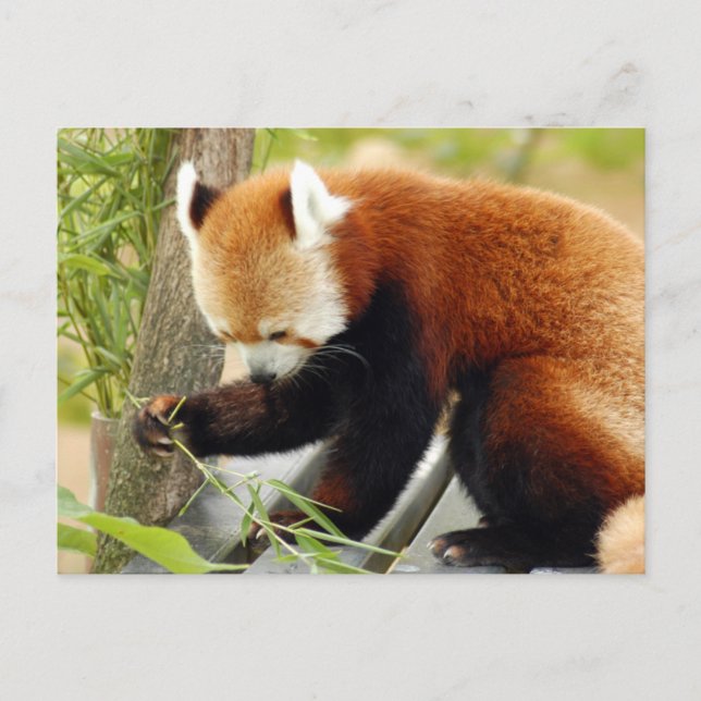 red-panda-029 postcard (Front)