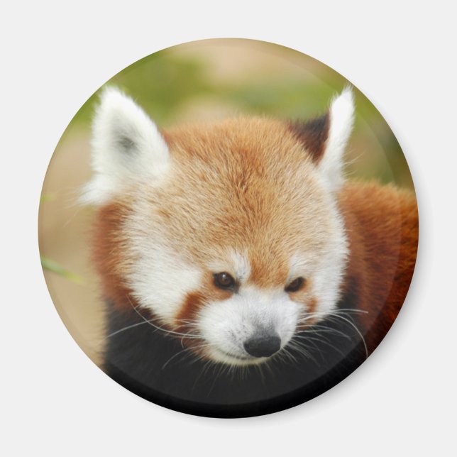 red-panda-030 magnet (Front)