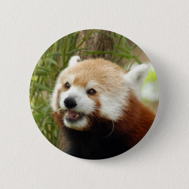 red-panda-033 6 cm round badge (Front)