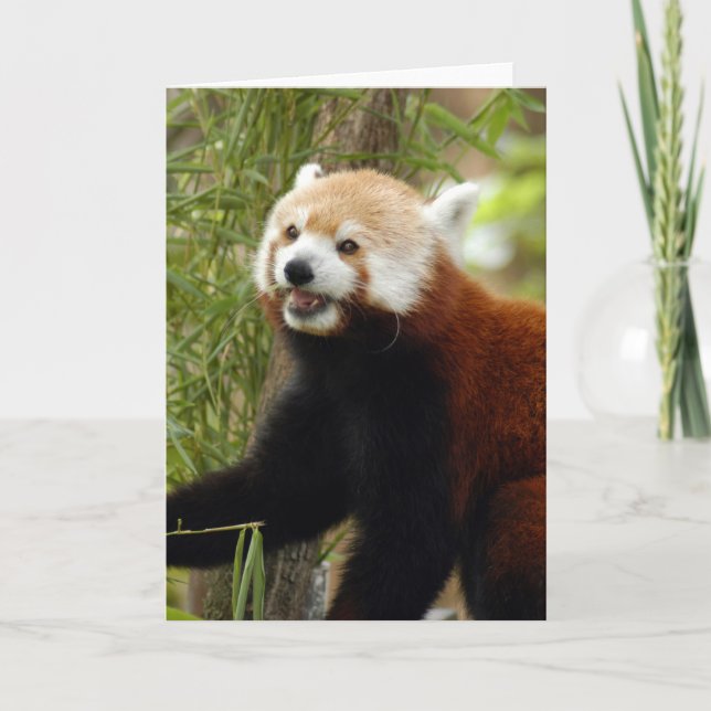 red-panda-033 holiday card (Front)