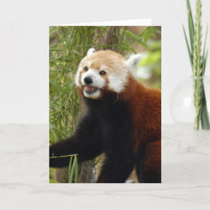 red-panda-033 holiday card