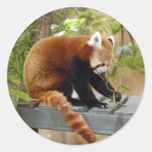 red-panda-039 classic round sticker