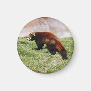 red-panda-043 magnet