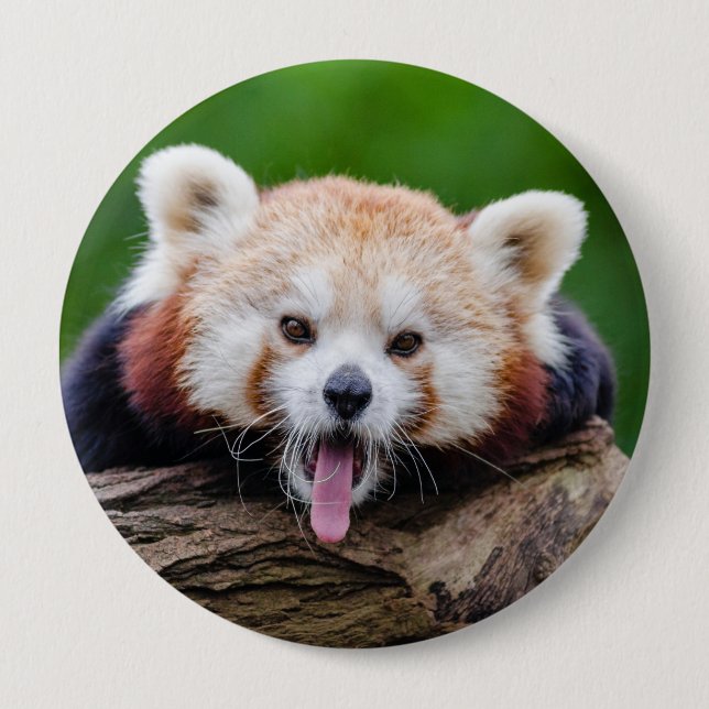 Red Panda 10 Cm Round Badge (Front)