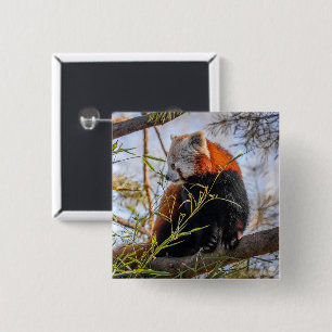 Red panda 15 cm square badge
